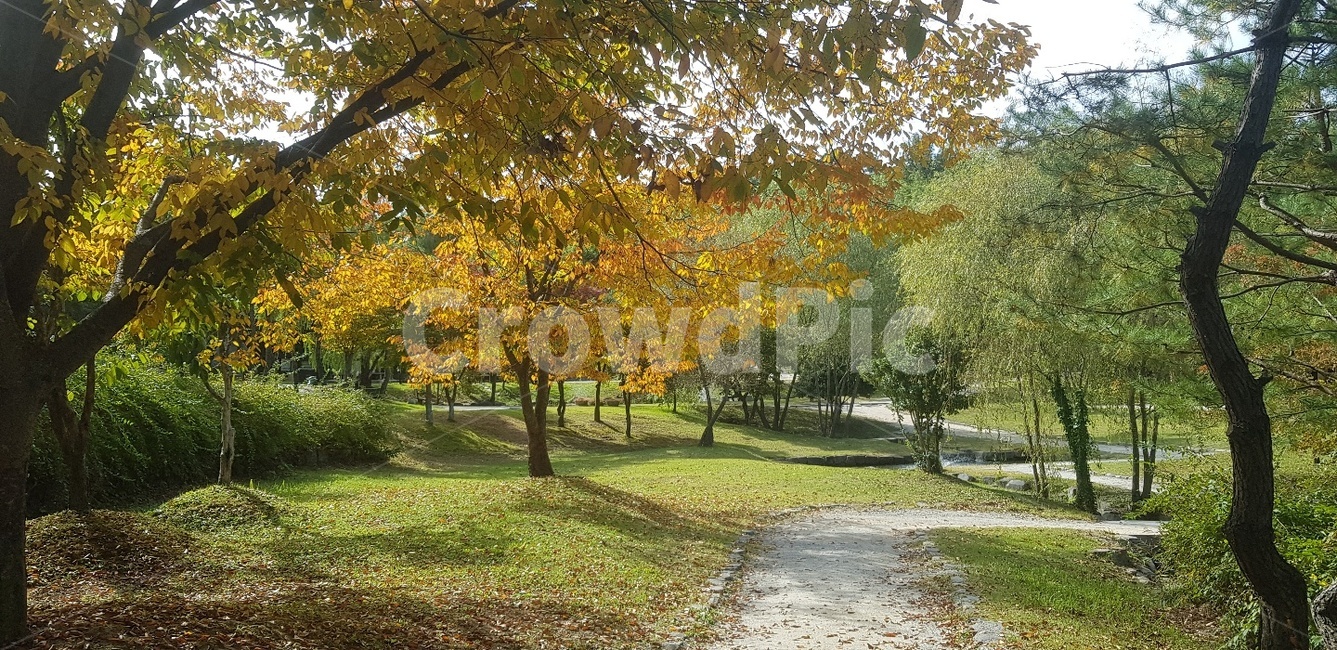 여름,담양,나무,초록,길,산책,힐링,공기,낙옆,전망,자연,풍경,nature,landscape,tree,plant,식물,grass,잔디