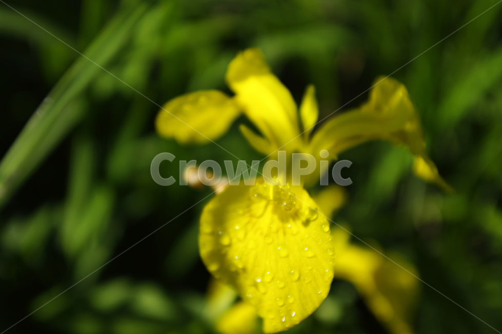 꽃,식물,flower,plant,아이리스,식물,자연,plants,nature,꽃,flower