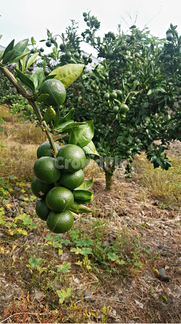청귤,귤,감귤,plant,식물,fruit,과일,food,음식,감귤류과일
