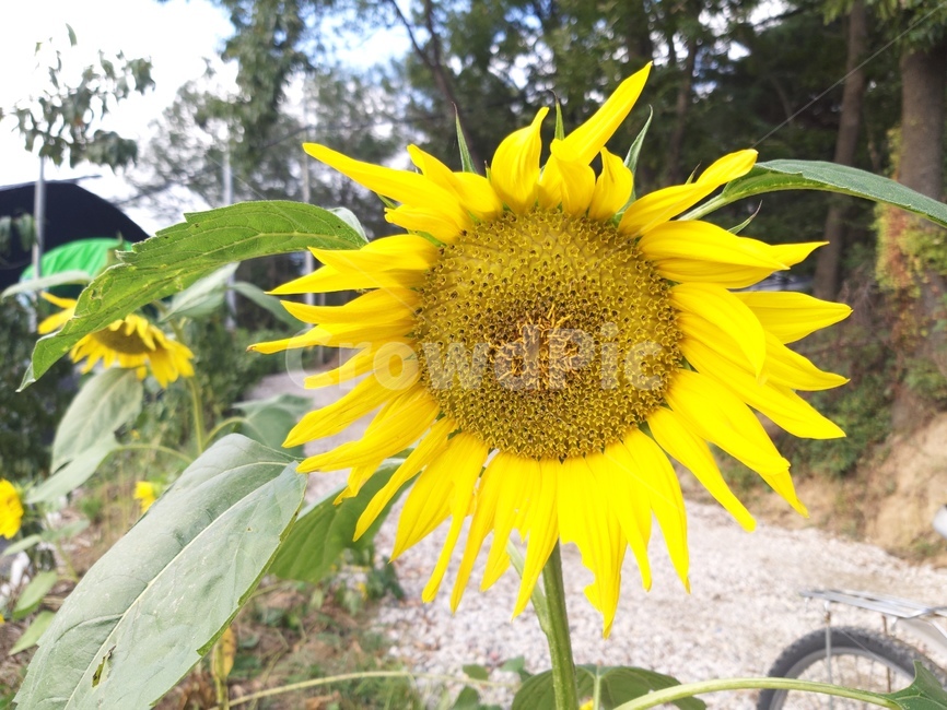 plant,식물,flower,꽃,해바라기,식물,자연,plants,nature,꽃,flower