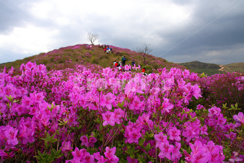 철쭉,황매산,봄꽃,오월,하늘,봄,계절,spring,season,geranium,제라늄,flower,꽃,plant,식물,blossom