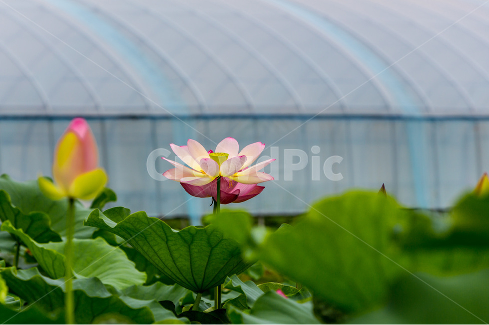 연꽃,연잎,자연,습지,문양,식물,자연,plants,nature,꽃,flower