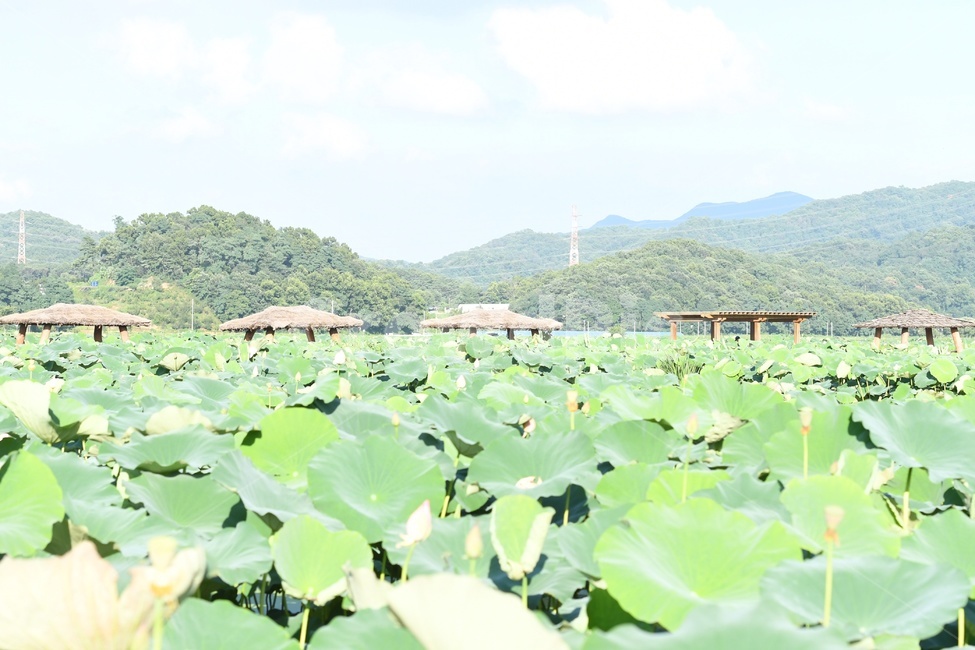 연못,수련,식물,자연,여름,정원,푸르른,물,수경식물,연못가,연못정원,plants,nature,연,연꽃,힐링,flower,감성,연잎,자연,풍경,nature,landscape,leaf,잎,plant,outdoors,옥외,water