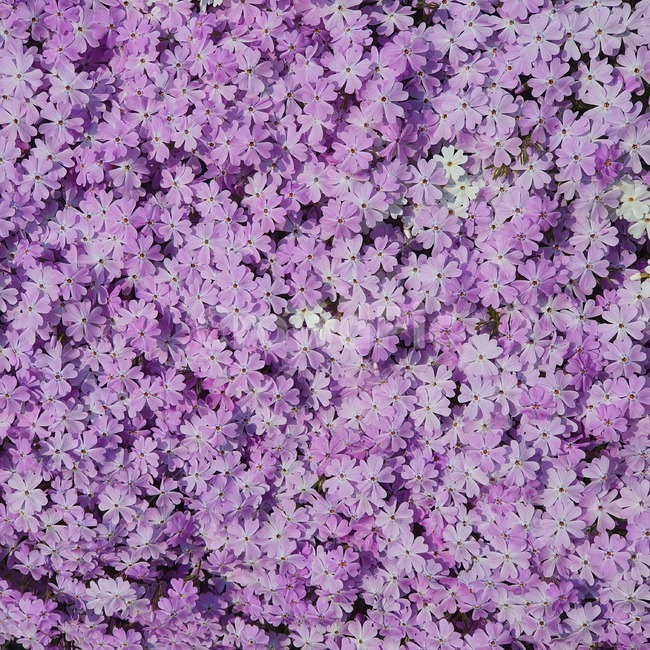 꽃,blossom,flower,꽃잎,petal,식물,plant