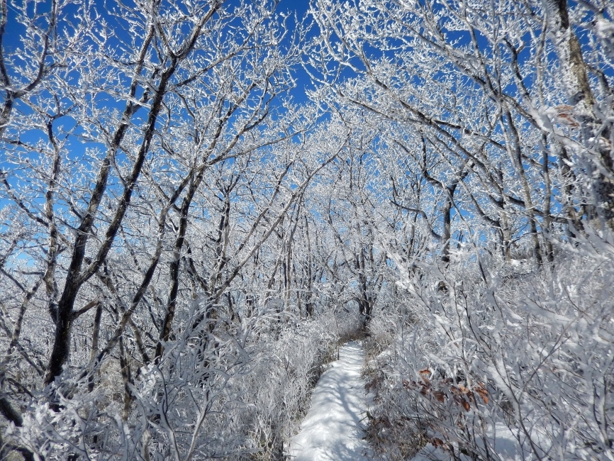 민주지산,눈꽃풍경,상고대,겨울풍경,겨울동화,눈풍경,파란하늘,100대명산,겨울명산,설경,서리꽃,영동,자연,풍경,nature,landscape,겨울,계절,winter,season,outdoors,옥외,snow,눈