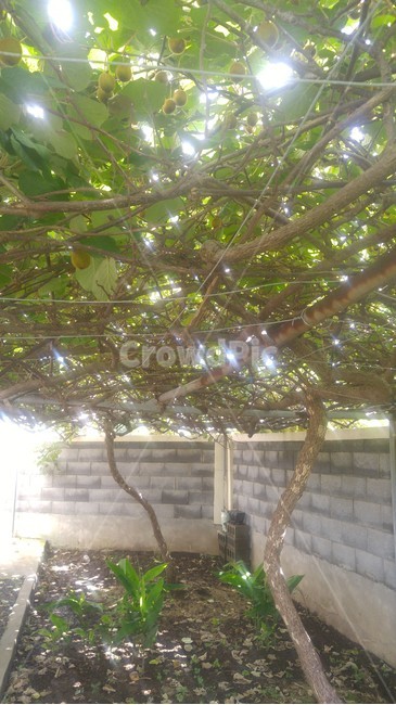 참다래,키위,과일,가을,계절,제주도키위,식물,자연,한국키위,나무,열매,kiwi,tree,fall,fruit,식물,자연,plants,nature,나무,trees,wood