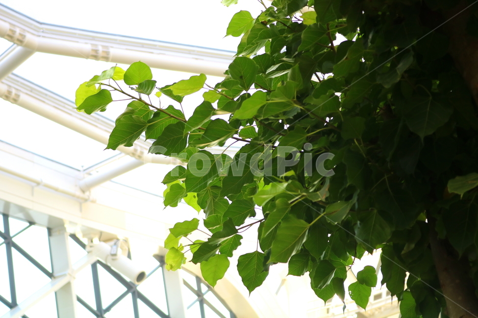 나무,보리수,인도보리수,뽕나무과,식물,활엽수,식물원,식물,자연,plants,nature