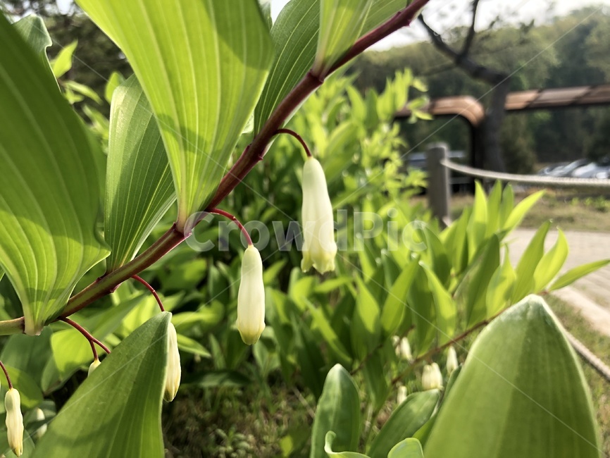 spring,Korean wildflowers,spring flowers,wildflowers,round