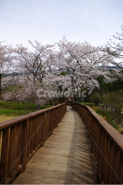나무,식물,꽃,봄,벚꽃나무,풍경,봄,계절,spring,season,plant
