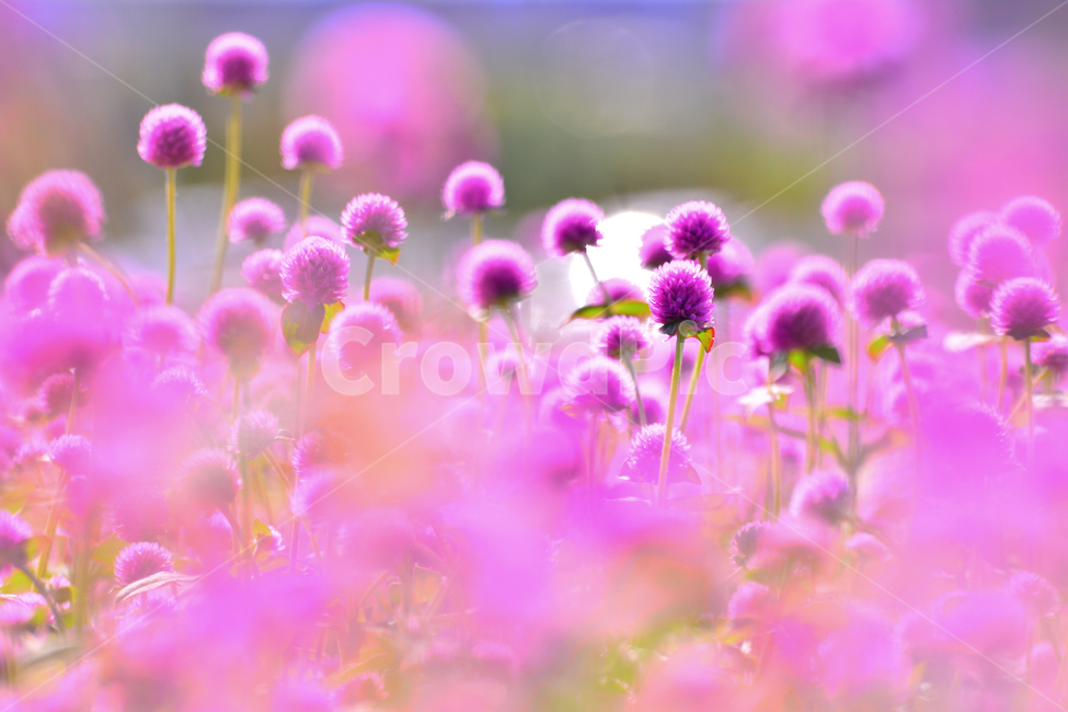 atmosphere,pink,lyricism,dreamy,small flower,beautiful,Cheonilhong,fall,fall flowers,season,Emotion,park,Phil,sensible,pretty,flowers,flower Festival,feeling,flower,background,autumn