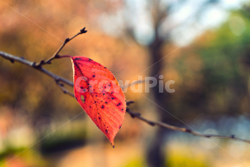 자연,풍경,가을,감성,낙엽,감성사진,나뭇잎,가을,계절,fall,autumn,season,식물,자연,plants,nature,감성,sensible,feeling,plant,leaf,잎,veins,정맥