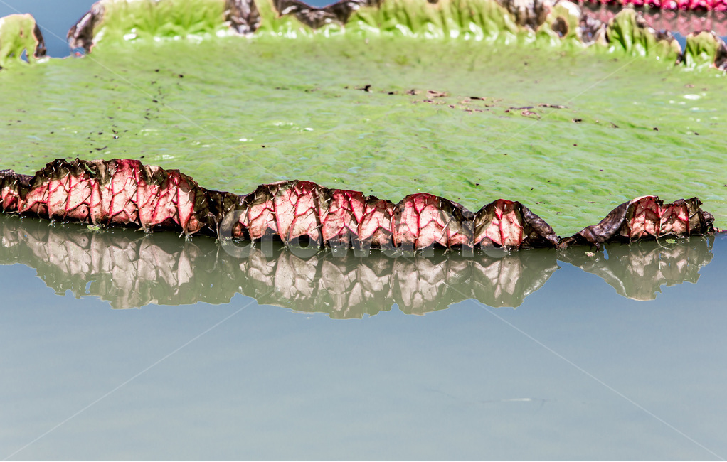 반영,가시연꽃,문양,무늬,연못,식물,자연,plants,nature