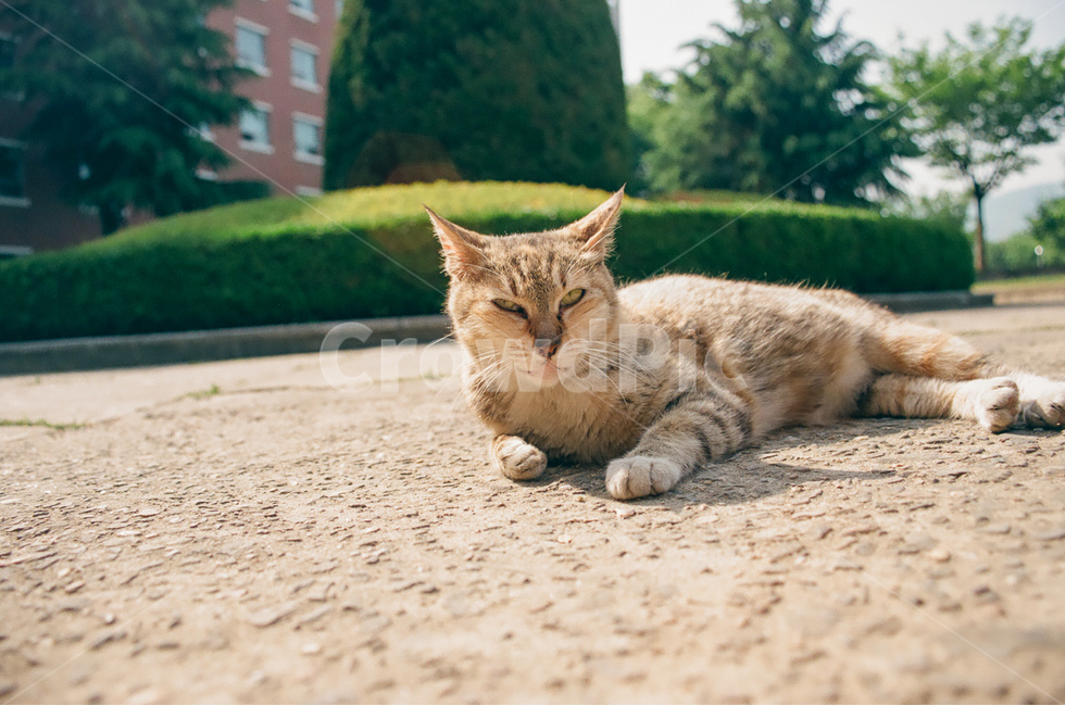 고양이,길고양이,표정,길바닥,냐옹이,cat,face