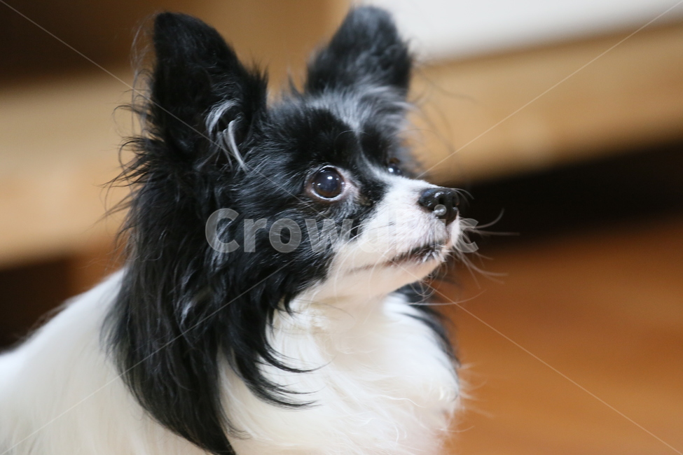 dog,개,animal,동물,빠삐용,동물,animal,포유류,mammal,개,강아지,dog,doggy