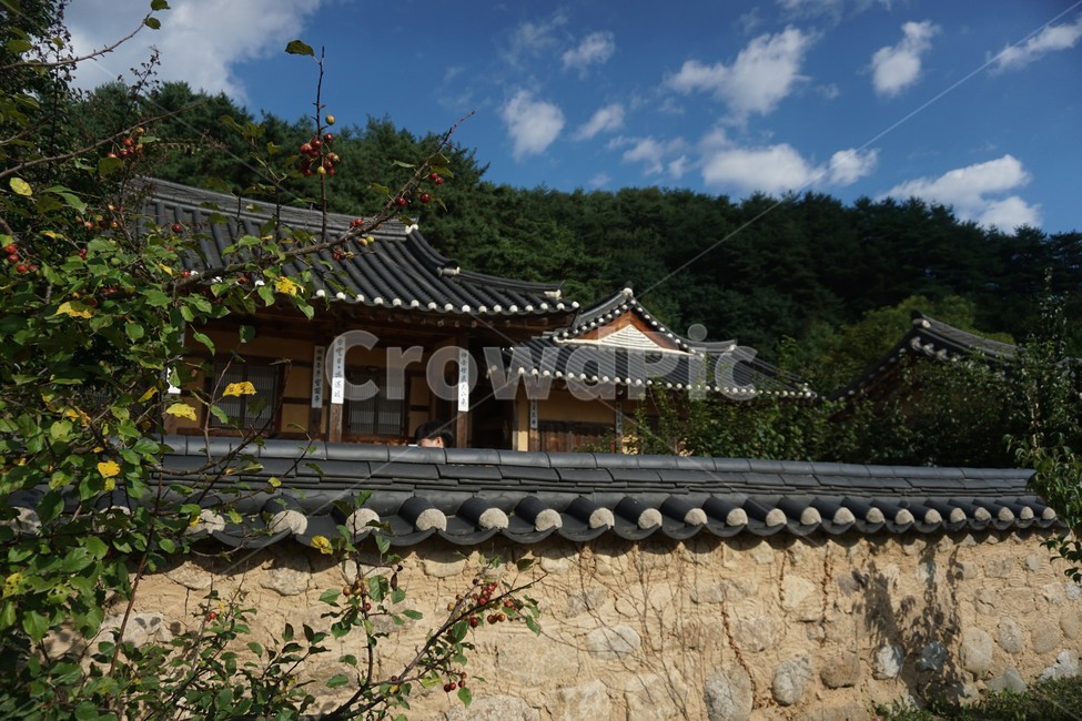building,건물,architecture,건축물,한국전통,전통,한국,기와,기와집,나무,하늘,sky,tree,구름,파랑,파란색,초록,초록색,흰색,담장,열매,한국전통,한국문화,korean traditional,korean culture