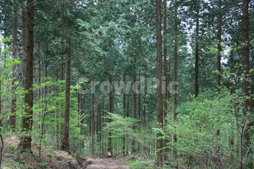 숲,산림,풍경,감성,자연