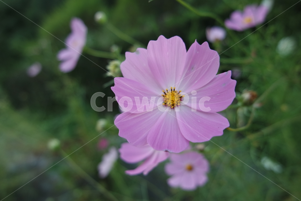 코스모스,가을,blossom,geranium,제라늄,plant,식물,flower,꽃,식물,자연,plants,nature,꽃,flower