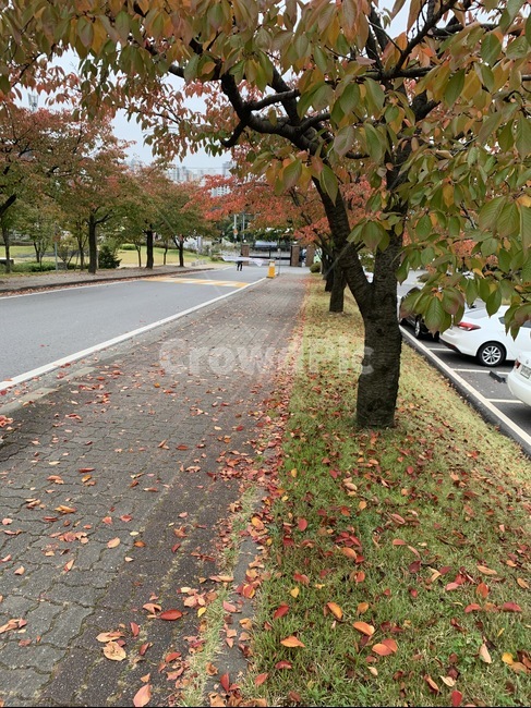 낙엽,가을,잔디,풀,자연,감성,단풍,계절,분위기,maple,ground,땅,바닥,길,leaves,가을,계절,fall,autumn,season,식물,자연,plants,nature,tree,나무,plant,leaf,잎,asphalt,아스팔트,tree trunk,나무 줄기