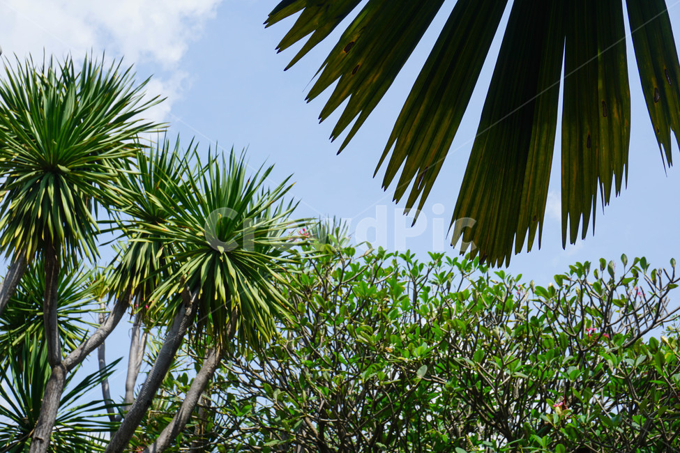 plant,야자나무,열대식물,tropical,thai,식물,초목,하늘,sky,vegetation,자연,nature,열대우림,rainforest,outdoors,옥외,jungle,밀림,나무,tree,식물,자연,plants,nature,나무,trees,wood
