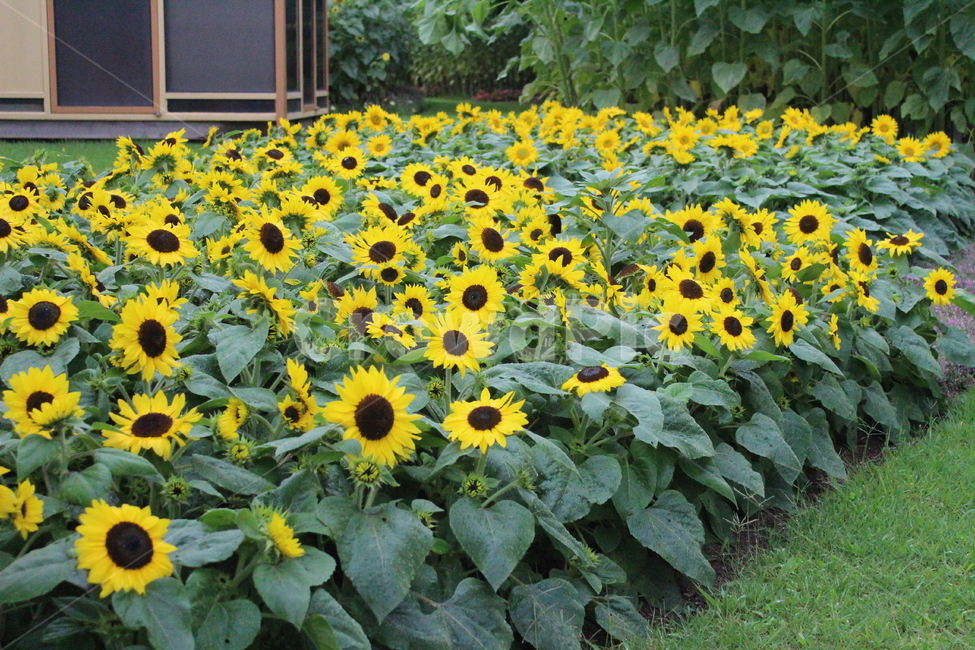 해바라기,sunflower,꽃,여름,flower,summer,자연,생물,꽃잎,제주도,yellow,여름,계절,summer,season,식물,자연,plants,nature,꽃,flower,plant,blossom