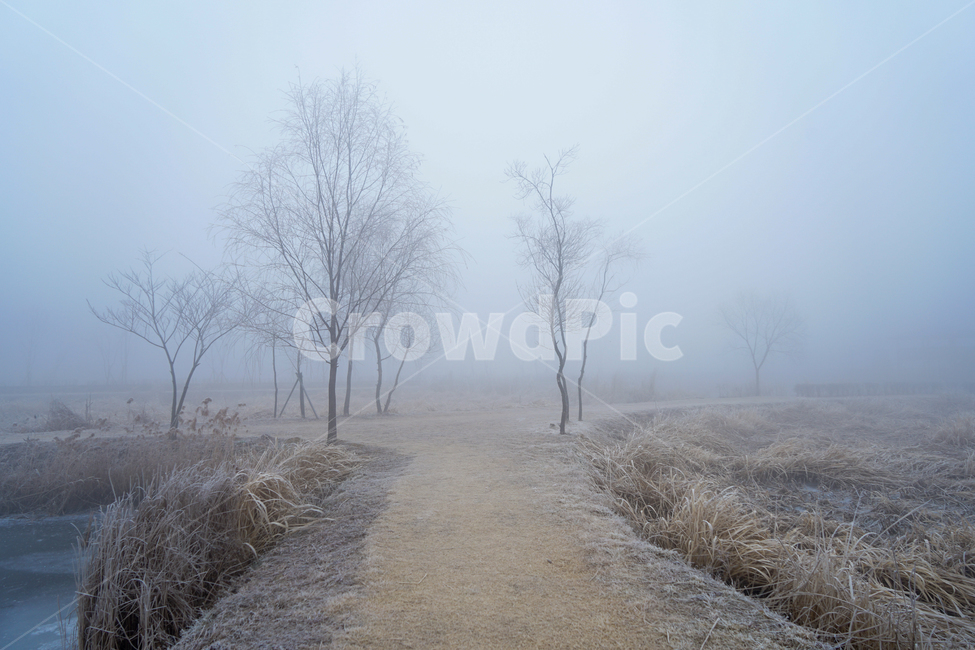 겨울,나무,감성,계절,공원,식물,겨울,계절,winter,season,자연,풍경,nature,landscape,outdoors,옥외,snow,눈,weather,날씨
