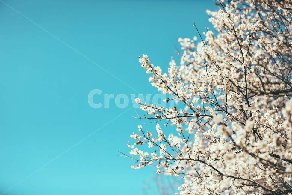 plant,식물,flower,blossom,spring,봄,twig,나뭇가지