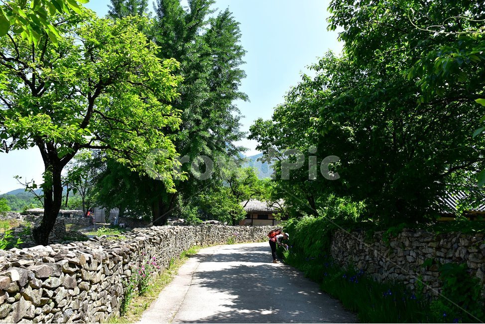 외암,민속,마을,풍경,힐링,landscape,돌담,자연,풍경,nature,landscape,한국전통,한국문화,korean traditional,korean culture,사람,인물,인간,human,person,여성,여자,woman,female,lady,tree,나무,plant,식물