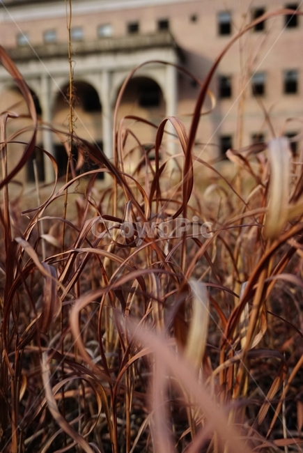 폐가,폐교,겨울스냅,스냅사진,감성사진,겨울사진,풍경,식물,자연,plants,nature
