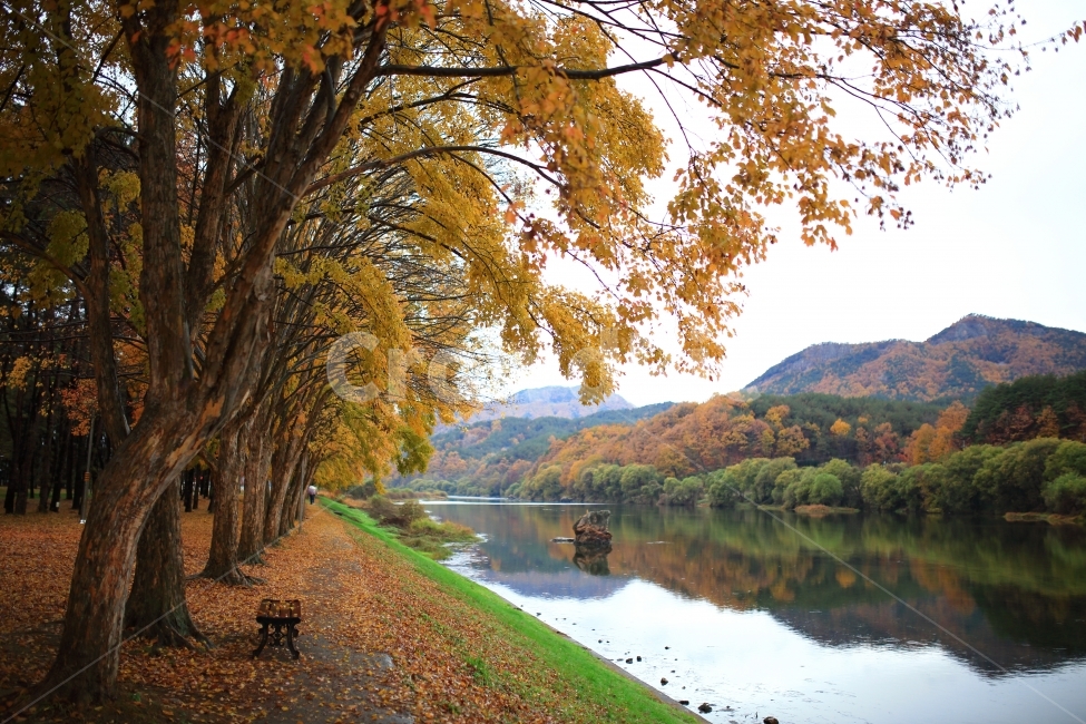 가을,단풍,만추,송호리,강,느티나무,풍경,자연,가을,계절,fall,autumn,season,자연,풍경,nature,landscape,한국자연풍경,한국자연경관,korea nature landscape,식물,plants,나무,trees,wood,plant,tree,outdoors,옥외,tree trunk,나무 줄기