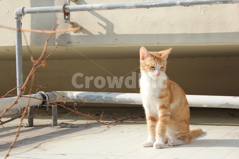 고양이,cat,길냥이,길고양이,야옹이,동물,animal,포유류,mammal,고양이,cat,kitten,kitty
