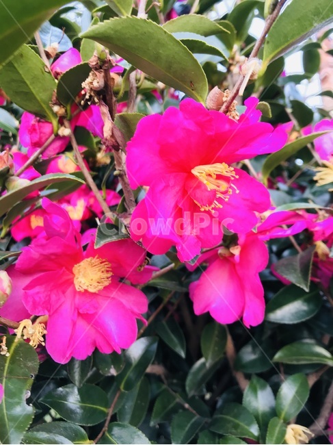 blossom,flower,꽃,식물,동백꽃