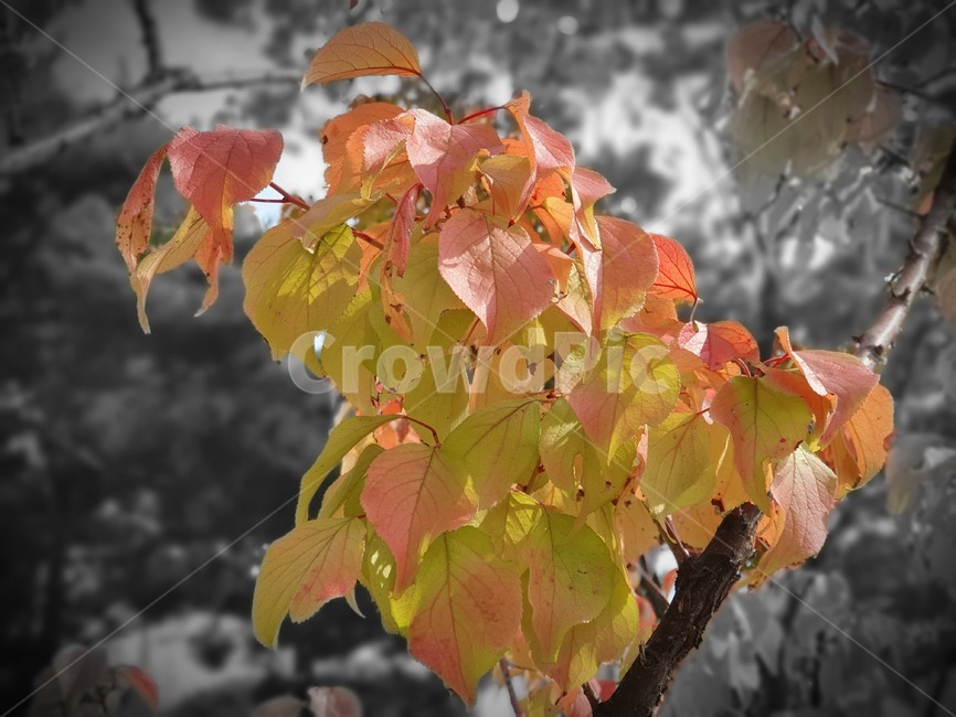 leaf,나무,식물,잎,단풍,plant,식물,자연,plants,nature