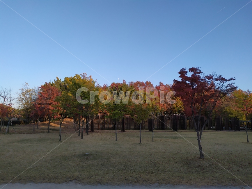 가을,나무,tree,달,moon,plant,fall,단풍,가을,계절,fall,autumn,season,자연,풍경,nature,landscape,식물