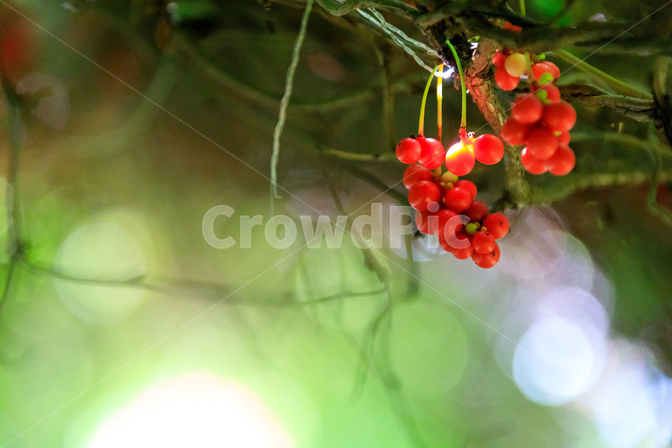 오미자,과일,열매,수확,농업,제철,식물,자연,plants,nature,과일,열매,fruit,감성,sensible,feeling