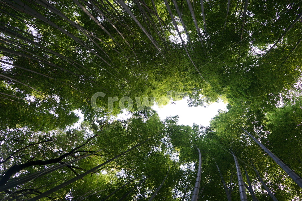 일본,숲,나무,초록,자연,natural,nature