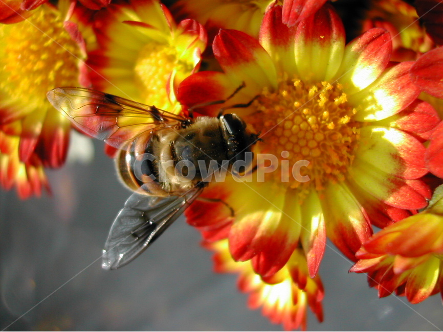 꽃,꿀벌,벌,자연,동물,곤충,생물,식물,자연,plants,nature,꽃,flower,동물,animal,곤충,벌레,insect,bug