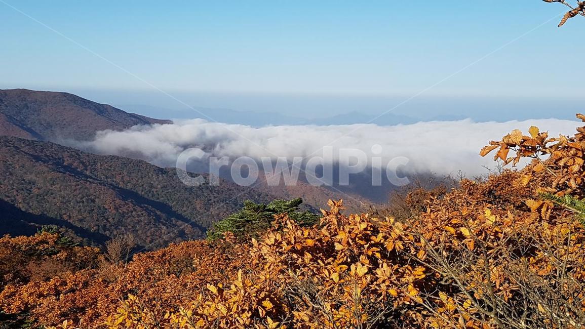 지리산,운해,가을,단풍,능선,가을,계절,fall,autumn,season,자연,풍경,nature,landscape,한국자연풍경,한국자연경관,korea nature landscape,outdoors,옥외,mountain range,산맥,mountain,산
