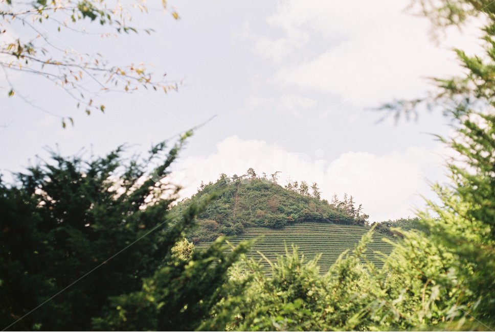 자연,nature,편안함,햇살,풍경,제주도,나무,숲,초록,green,island,섬,tree,forest,필름카메라,film,camera,카메라,녹색,고요,조용함,조용,산,mountain