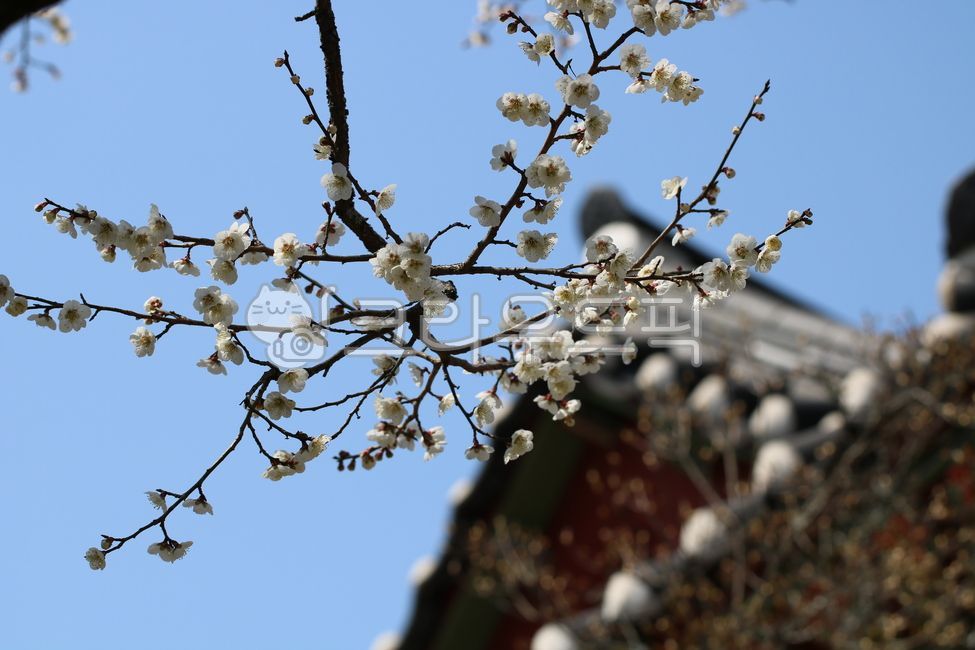 청매화,하늘,sky,순천선암사,선암사매화,봄,spring,계절,season,4월,april,매화,나뭇가지,pink,자연,nature,plant,식물,flower,꽃,blossom,건물,기와,기와지붕,한국전통기와,처마,나무,지붕,한국전통,koreantraditions,한옥,집,건축물,한국문화,koreanculture