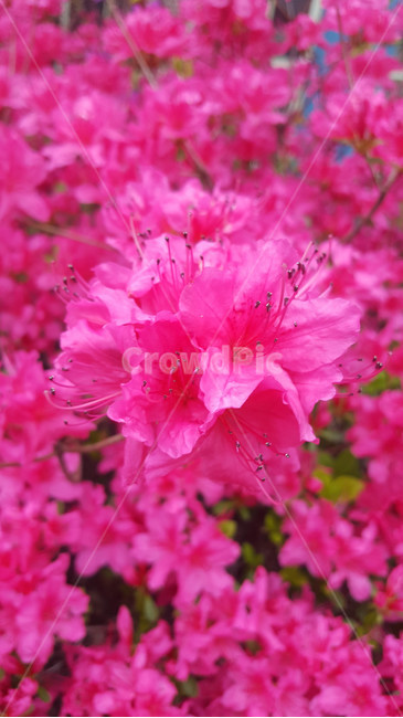 꽃,flower,근접,생화,야생화