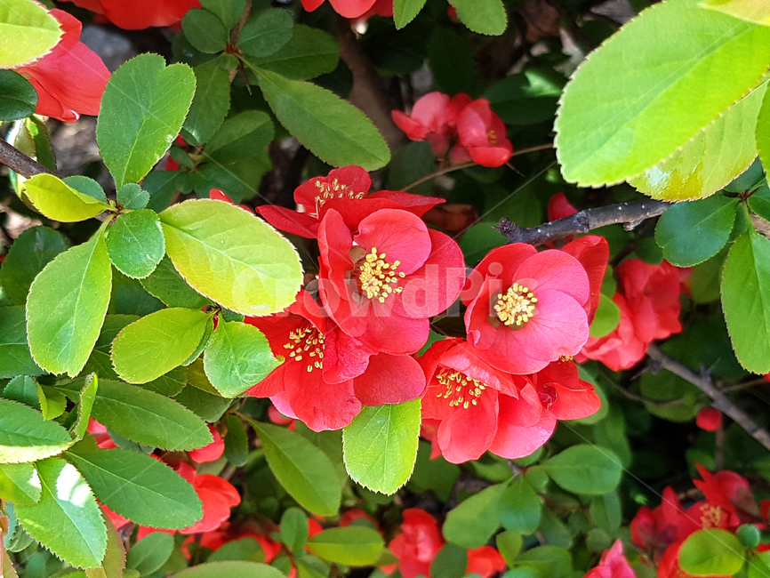 꽃,봄,화단,길가꽃,flower,꽃배경,예쁜꽃,빨간꽃