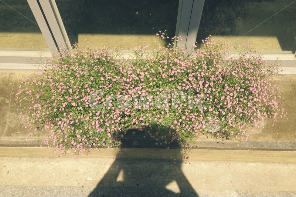 감성,맑음,그림자,사진찍기,꽃,거리,산책,봄,spring,flower,일상,따뜻함,꽃,flower,사람,인물,인간,human,person,인물실루엣,사람실루엣,character silhouette,human silhouette,plant,식물,blossom,geranium,제라늄