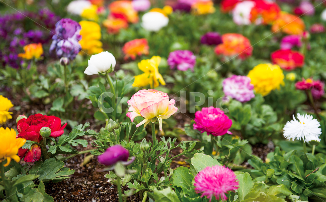 gardening,flower garden,flower,spring flowers,spring,plant,garden,colorful