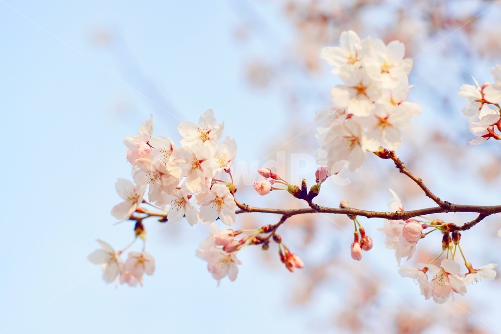 벚꽃,필름,꽃,봄,하늘,봄,계절,spring,season,plant,식물