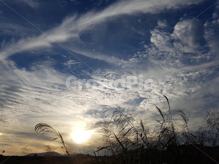 일출,노을,하늘,군슴,억새풀,sunrise,빛,nature,감성,자연,자연,풍경,nature,landscape,light,flare,플레어