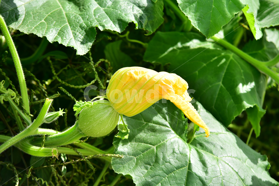 호박,호박잎,큰잎,호박꽃,호박열매,애호박,노란꽃,식물,pumpkin,flower,plant,leaf,식물,자연,plants,nature
