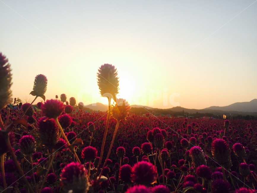 light,빛,꽃,flower,노을,sunset
