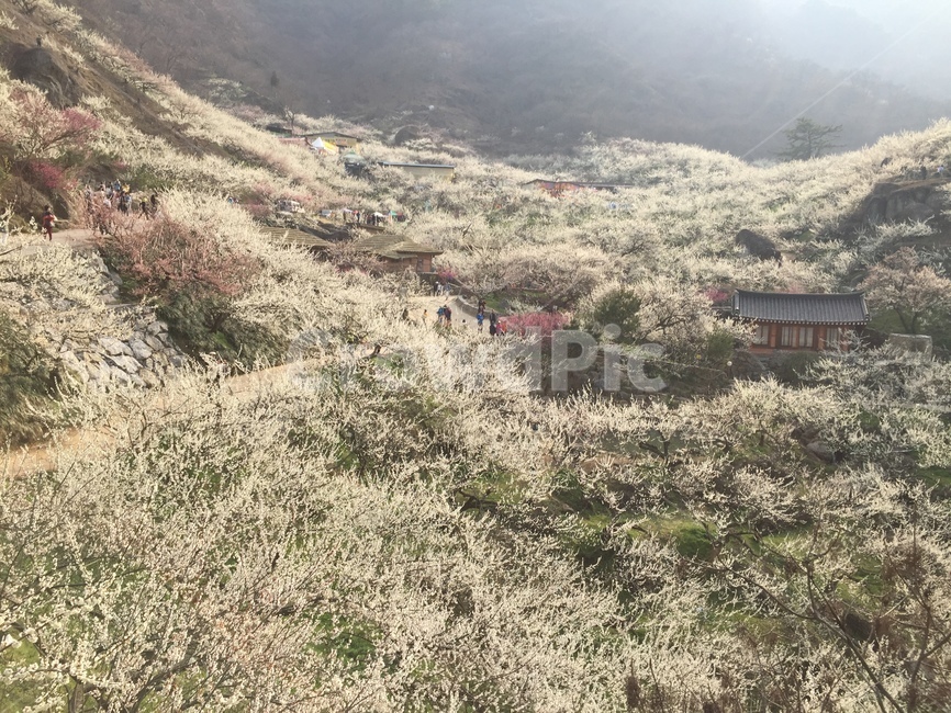 매화,꽃,flower,풍경,blossom,광양,bloom,자연,nature,옥외,outdoors,scenery,landscape
