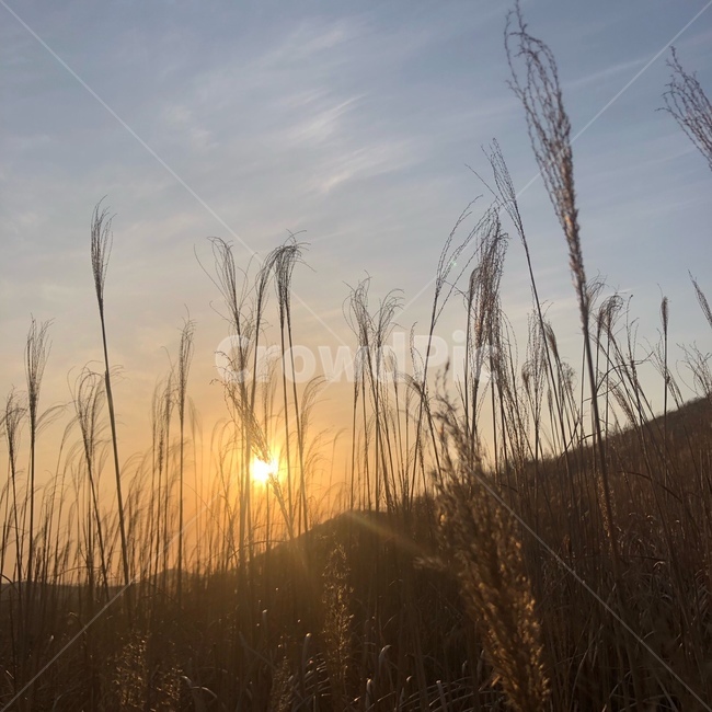 plant,식물,갈대,reed,자연,nature,노을,sunset,가을,계절,fall,autumn,season