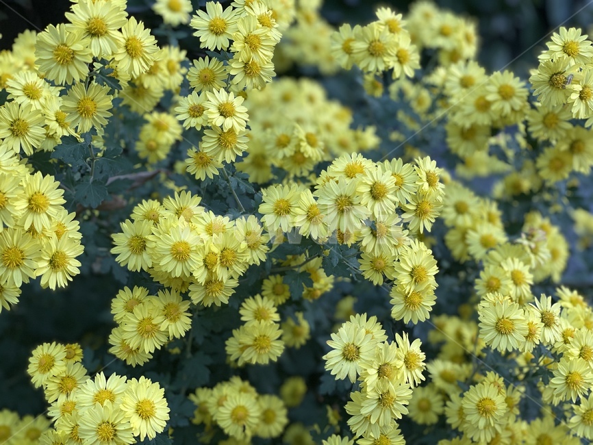 국화,가을,꽃,가을느낌,노란꽃,국화꽃,가을국화,flower,blossom,식물,식물,자연,plants,nature,꽃,flower